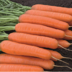 Marchew Bangor  F1 100 tyś. nasion precyzja  st